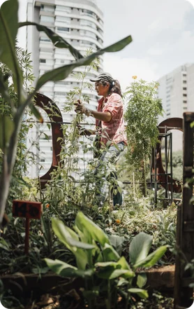 Découvrir le site cultive ta ville - jardinage urbain